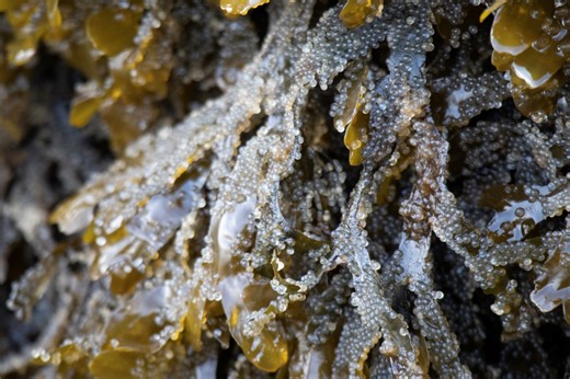 Watch: Herring herald the return of spring in Howe Sound