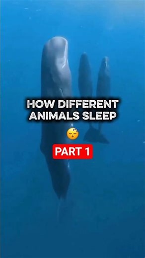 You Won’t Believe How These Animals Sleep! 🐯🦒 #shorts