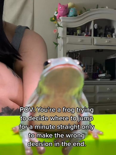 Please watch till the end 🥹 #frog #frogtok #whitestreefrog #dumpytreefrog | Frog Rural