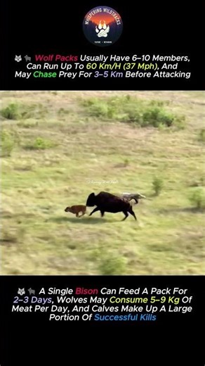 Wolf Pack vs. Bison Calf: A Dramatic moment Unfolds #shorts #nature #wildlife