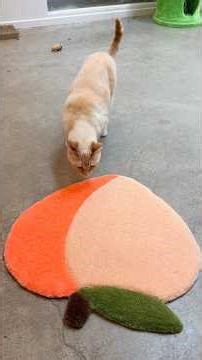 do we think my Peach likes her rug? 🥹🐈🍑 #cat #rugmaking #diy #crafts