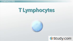 How the Human Immune System Works - Video | Study.com