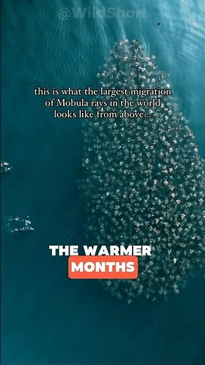 Thousands of Rays Take Over the Ocean in Mexico 🌊🐟