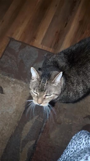 Volume up to hear me chatting with Jami this morning 😺 | TW - Tiny Warrior and Her Adventures