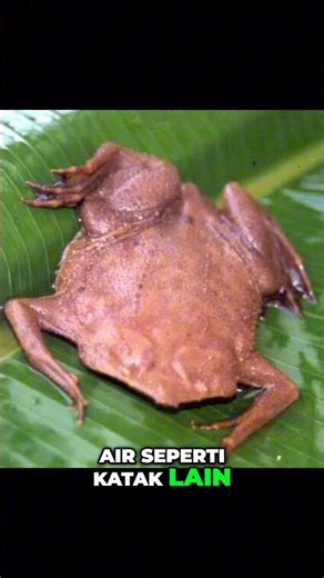Suriname Toad: The Frog That Gives Birth from Its Back!