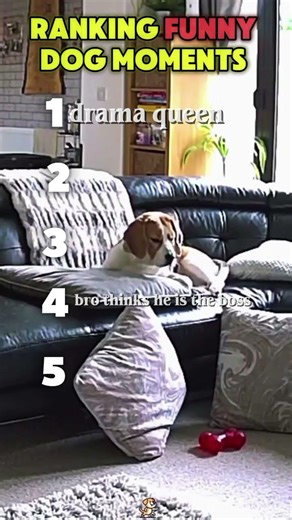 ranking dog funny moments #shortvideo #dogs