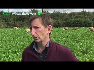 Fodder Crops for Sheep: John Doyle