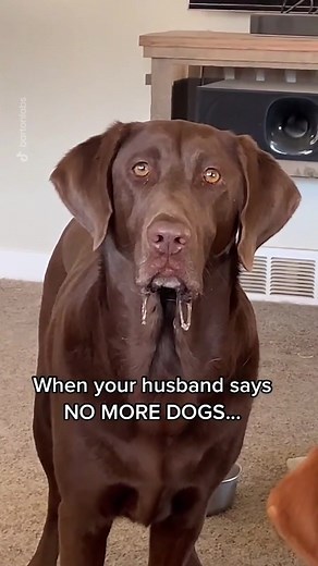 It’s easier to ask for forgiveness than get permission... (@bartonlabs... | TikTok