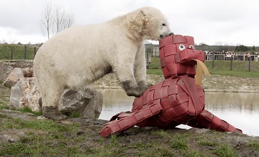 Polar bear enrichment: Original toys that mimic natural behaviors