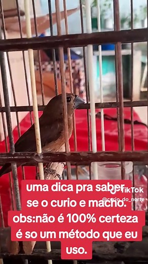 Como Identificar se o Curió é Macho ou Fêmea