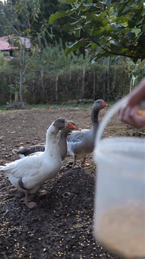 Pays basque on Instagram: "C’était une escapade le temps d’un week-end à Deba pour profiter du début novembre ! 🍂 J’ai trouvé mon bonheur au gîte @arriolatxiki_casarural via la plateforme @nekatur_euskadi (top pour trouver des hébergements ruraux dans le coin) #paysbasque #deba #nekatur"