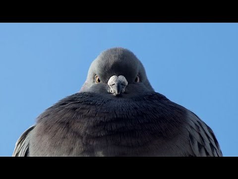 What Happens to Pigeons I Mini Documentary