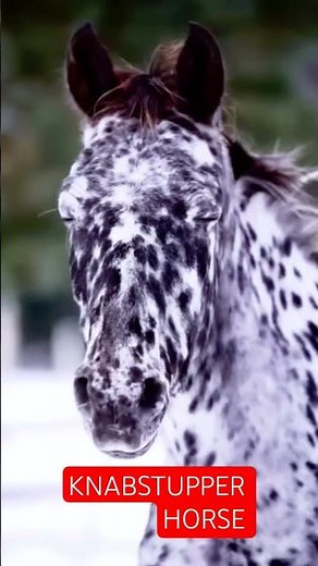 The Knabstrupper or Knabstrup is a Danish breed of warmblood horse#shorts(𝟮𝟬𝟮𝟱)#subscribe#youtube