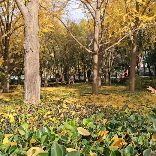 Autumn Fall ginkgotree 📍Beijing 2024 #beijing #beijingchina #china #ginkgotree | Jasper San