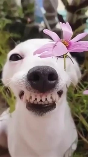 Hilarious Dog Moments: The Funniest Canine Compilation