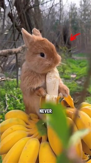 Rabbit facts that will surprise you !