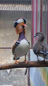 One of the most beautiful ducks in the world. #fblifestyle #nature #reels #animals #duck #mandarinduck | Progo Farm