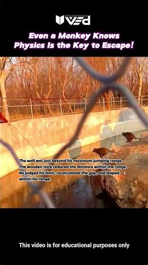 Monkey Outsmarts Physics?! 🐒🔥 Smart Jump Explained #shorts