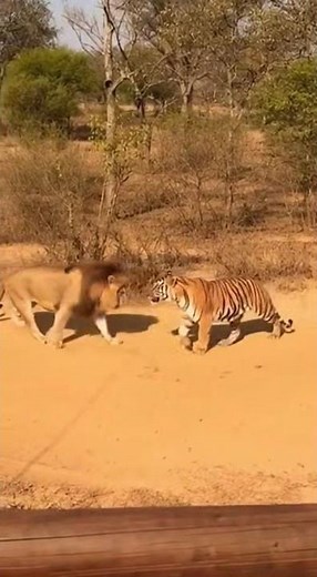 Lion vs Tiger: Intense Standoff Caught on Camera! 😱