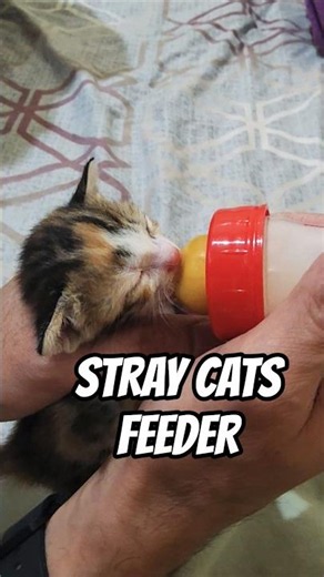 368 FEEDING STRAY CATS / SURVIVOR KITTEN OF BUNTIS