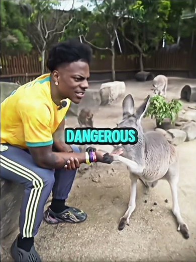 Speed learns new shocking facts about kangaroos…🤯 #ishowspeed #kangaroo