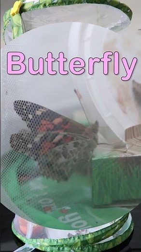 Butterfly Hatching From Chrysalis 🦋 #butterfly #insects #learning #preschool #kids #shorts #nature