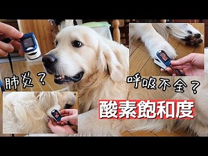 愛犬の酸素飽和度（パルスオキシメーター）はどこで測定するのが一番いいのか！？