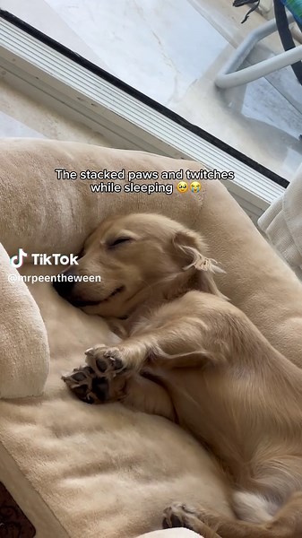 Adorable Dachshund Puppy Moments