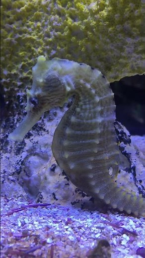 Seahorse Changing Color