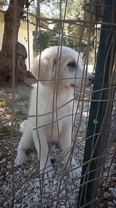 Adottato PER FARVI CONDIVIDERE VI DEVO SCRIVERE CHE TORNA IN STRADA ❓️❓️ Il silenzio su Prozac è pauroso .. Da quando è andata via Vale sua sorella ..Passa le ore così! ... Lo sguardo sempre fisso su quel cancello che ha separato per sempre Lui da tutti i suoi fratelli e sorelle .. Vale era per Prozac un punto fermo e tutto ora fara" piu" male !! Il dolore che traspare dal suo sguardo ci sta portando via la salute .. Non servono i " se potessi" e nemmeno tutti i commenti che chiedono ad altri di