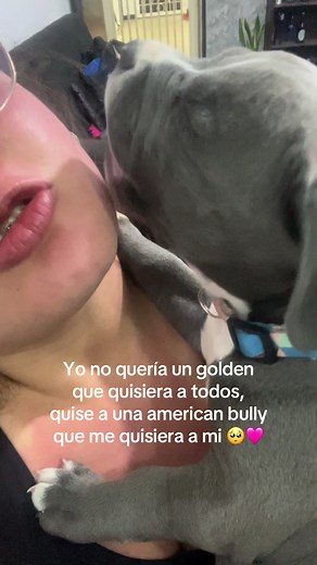 El Amor del American Bully: Más que un Golden