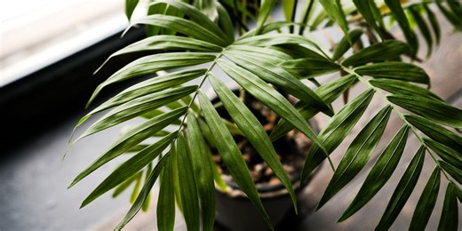 How to Properly Grow and Care for Your Sago Palm