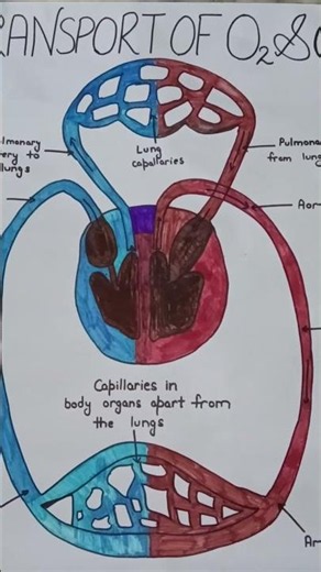 Transport and exchange of oxygen and carbon dioxide