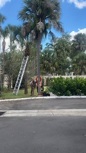 1.8K views · 38 reactions | October is Tree trimming month!! | Magic Tree Resort Orlando | Facebook