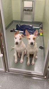 51K views · 3.6K reactions | All of these wonderful dogs are looking...