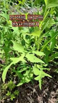 King lettuce that awakens the appetite #Wildgrass #BarleyRice #SalivaryGland #Juice