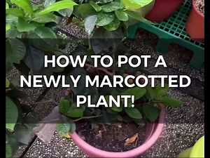 How to POT a Marcot | pootsplants