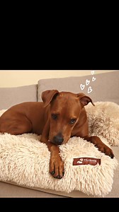 The holidays are here, and your pup deserves a little luxury! ✨ From calming beds to orthopedic support and cozy blankets, Pelsbarn has everything to keep your best friend comfy, relaxed, and happy all season long. 🐶💙 🛋️ Luxurious Orthopedic & Sofa Beds – perfect for joint support and snuggle time 🧸 Calming Beds & Blankets – reduce stress and promote deep, peaceful sleep 💦 Washable, durable, and vet-approved — made to last! Why not spoil your pup (or kitty!) this holiday season with the gif