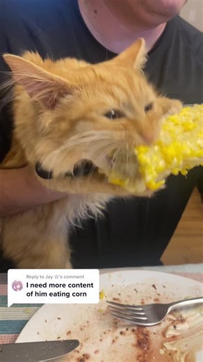 Can Cats Eat Corn on the Cob? Exploring Feline Diets