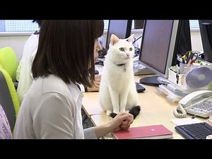 会社でも一緒に過ごせる「猫同伴」のオフィス