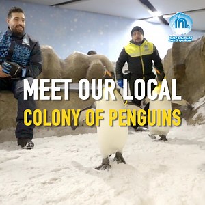 Meet our adorable King and Gentoo penguins up close, learn fascinating facts about them, and create unforgettable memories with our Penguin Encounter Pass! 🐧💙 Book your adventure now at skidxb.com | Ski Dubai