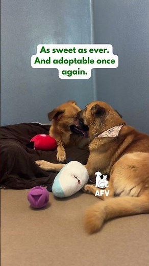 They were adopted, then the landlord changed their mind…