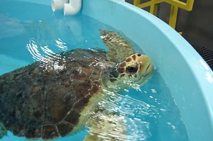 Celebrate World Sea Turtle Day At New Jersey Zoo