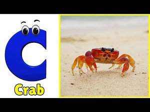 ABC Song | Sea Animals ABC Song | Phonics for Kids, Learn ABC, Baby Alphabet Letters