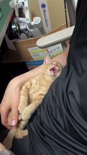 The Cutest Sleepy Kitten Squeaks You Will Ever Hear