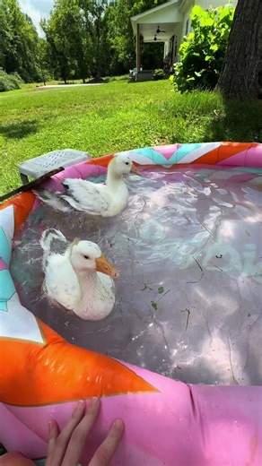 Pool party with Andy and Barney 🪿