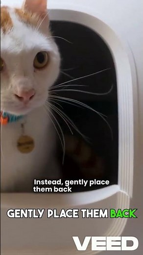 Cat Behavior and Care