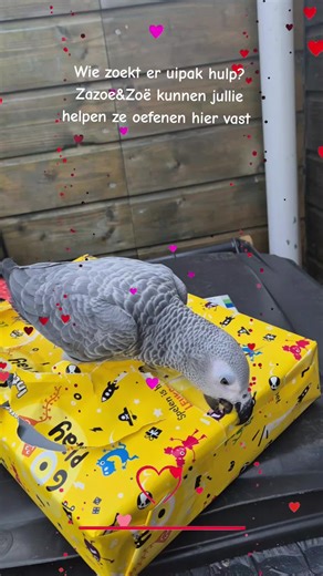 Video's van 💕pebbels&roosje🐾love💕brids (@love.dogs.birds.family) met Kadootjes van de Sint - Luan Bellinga & Coole Piet