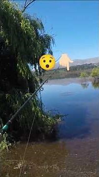 Perfect Float Drift Hooks Small Carp on Light Tackle #FloatFishing #CarpFishing #LightTackleFun