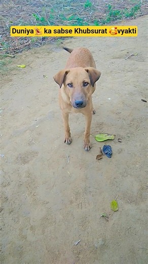 Viral sultan.. #pets #funny #memes #dog #labrador #shorts #viralvideo #animals #shortsfeed #cute